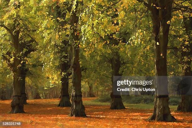 nottinghamshire, england, uk, clumber park - sherwood stock pictures, royalty-free photos & images