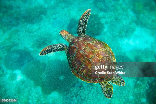 a sea turtle swims underwater in the apo island marine reserve and fish sanctuary; apo island negros oriental philippines - schildkröte stock-fotos und bilder