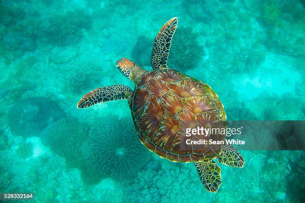 a sea turtle swims underwater in the apo island marine reserve and fish sanctuary; apo island negros oriental philippines - negros_(philippines) stock pictures, royalty-free photos & images