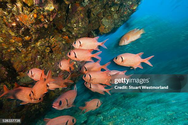 bigscale soldierfish (myripristis berndti) - bigscale soldierfish stock pictures, royalty-free photos & images