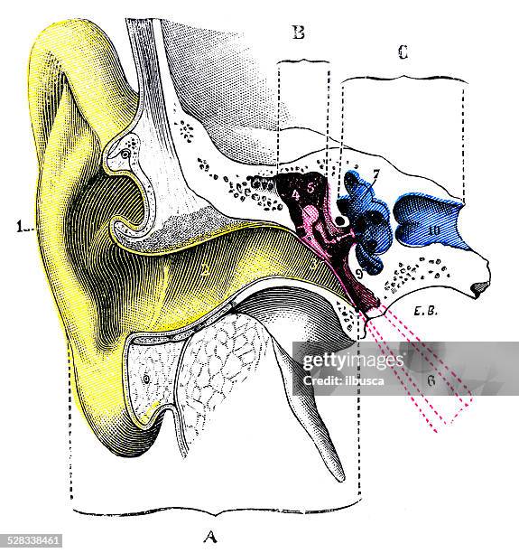 illustrazioni stock, clip art, cartoni animati e icone di tendenza di antico illustrazione medica e scientifica ad alta risoluzione: orecchio - human ear