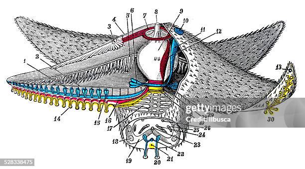 ilustrações de stock, clip art, desenhos animados e ícones de antigo científica médica ilustração de alta resolução: estrela-do-mar - invertebrado