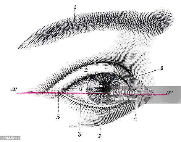 ilustraciones, imágenes clip art, dibujos animados e iconos de stock de anticuario científica médica ilustración de alta resolución: ojo - ojos abiertos