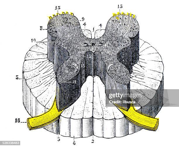 antique medical scientific illustration high-resolution: nervous system - bone marrow stock illustrations