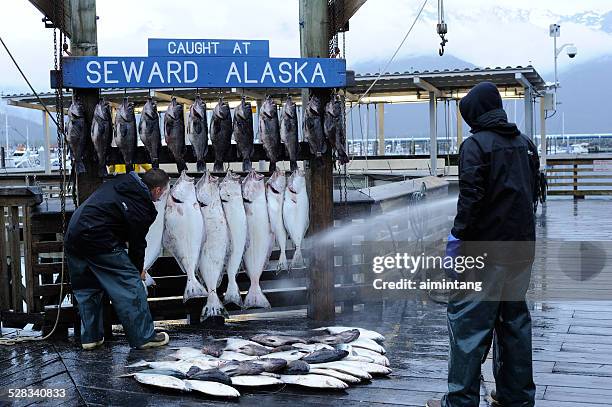 washing fish at seward of alaska - halibut stock pictures, royalty-free photos & images