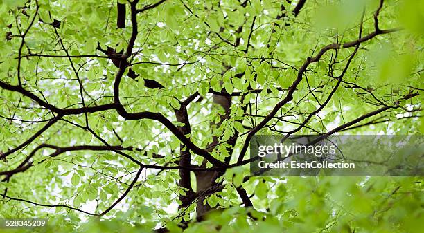 beech tree with fresh leaves in spring - beech tree stock pictures, royalty-free photos & images