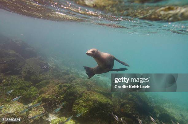 a sea lion swimming under the water's surface watching a school of fish; galapagos, equador - san cristobal - fotografias e filmes do acervo