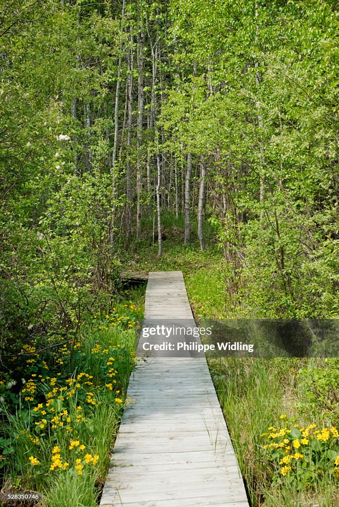 Boardwalk In The Woods Of Prince Albert National Park; Saskatchewan Canada