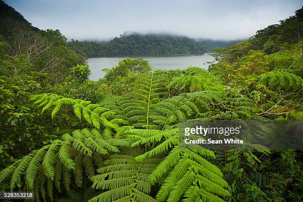 tropical plants grow around the twin lakes at twin lakes national park on the island of negros; negros oriental philippines - negros_(philippines) stock pictures, royalty-free photos & images