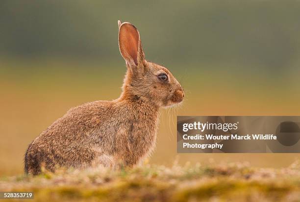 Flemish Rabbit Side Lay 1,218 Flemish Rabbit Stock Photos, High-Res Pictures, and Images ...