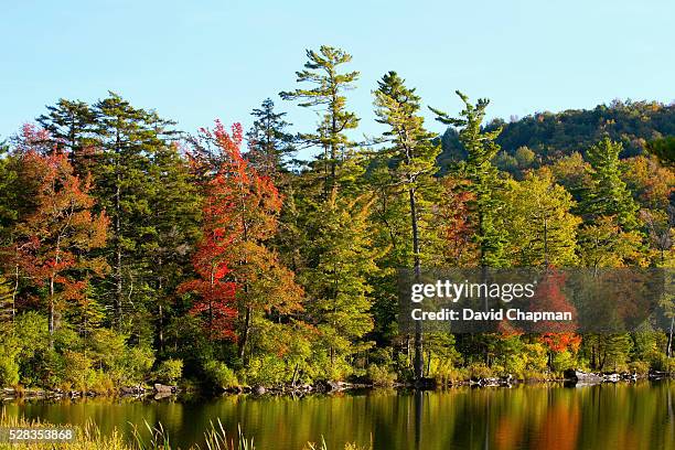 a lake and autumn colours in the late afternoon light; ville de lac brome, quebec, canada - automne ville stockfoto's en -beelden