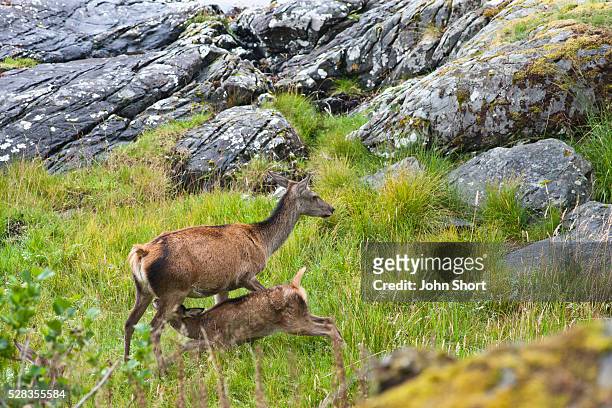a fawn drinking milk from it's mother; ardnamurchan argyl scotland - dia bildbanksfoton och bilder