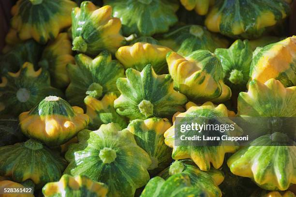 yellow and green pattypan squash; berkeley, california, united states of america - pattypan squash imagens e fotografias de stock