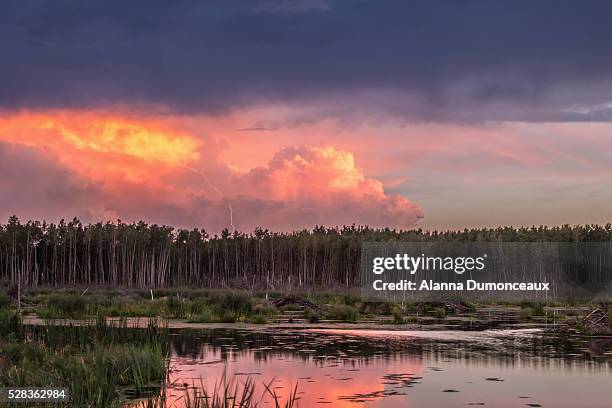 a lightning bolt strikes from the storm cloud at sunset over a beaver pond in the boreal forest; alberta, canada - fort mcmurray stock pictures, royalty-free photos & images