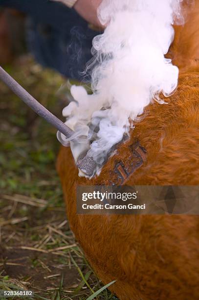 cattle branding - livestock branding stock pictures, royalty-free photos & images