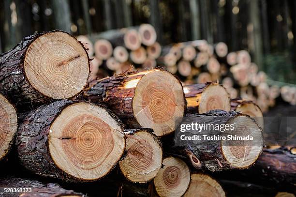 pile of japanese cypress - cryptomeria japonica stock pictures, royalty-free photos & images