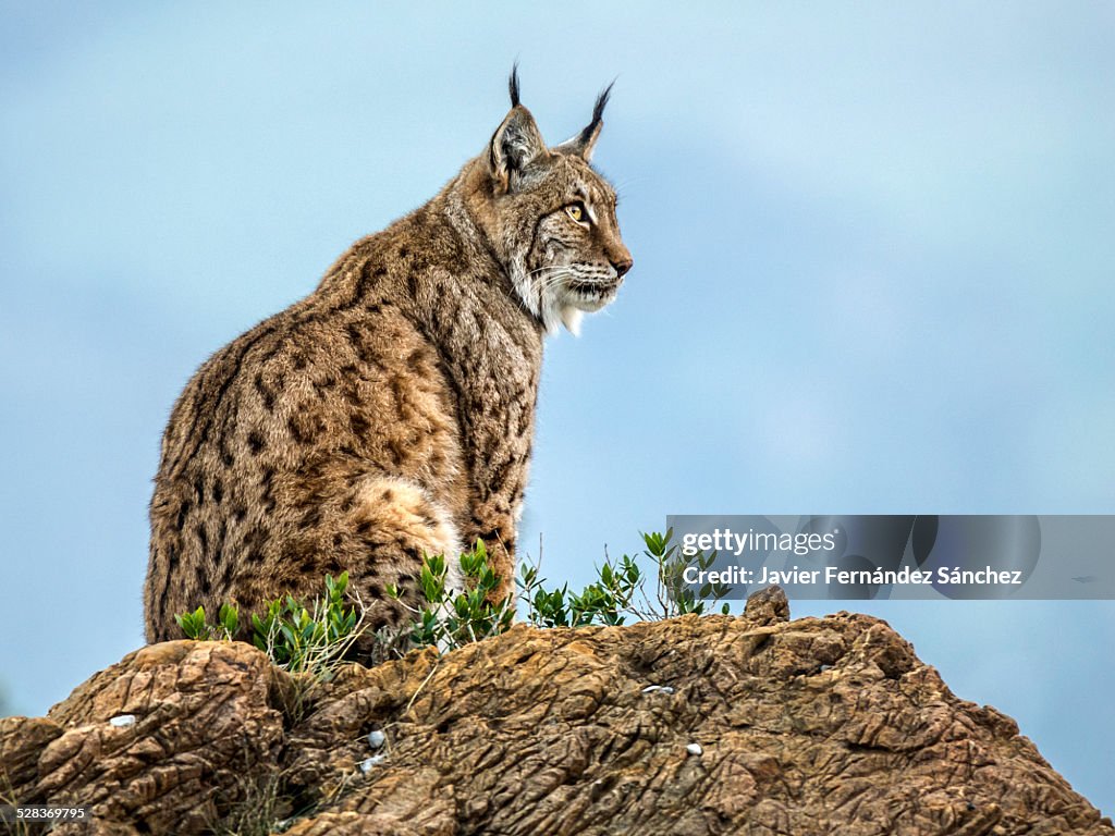 Lince of Cabarceno