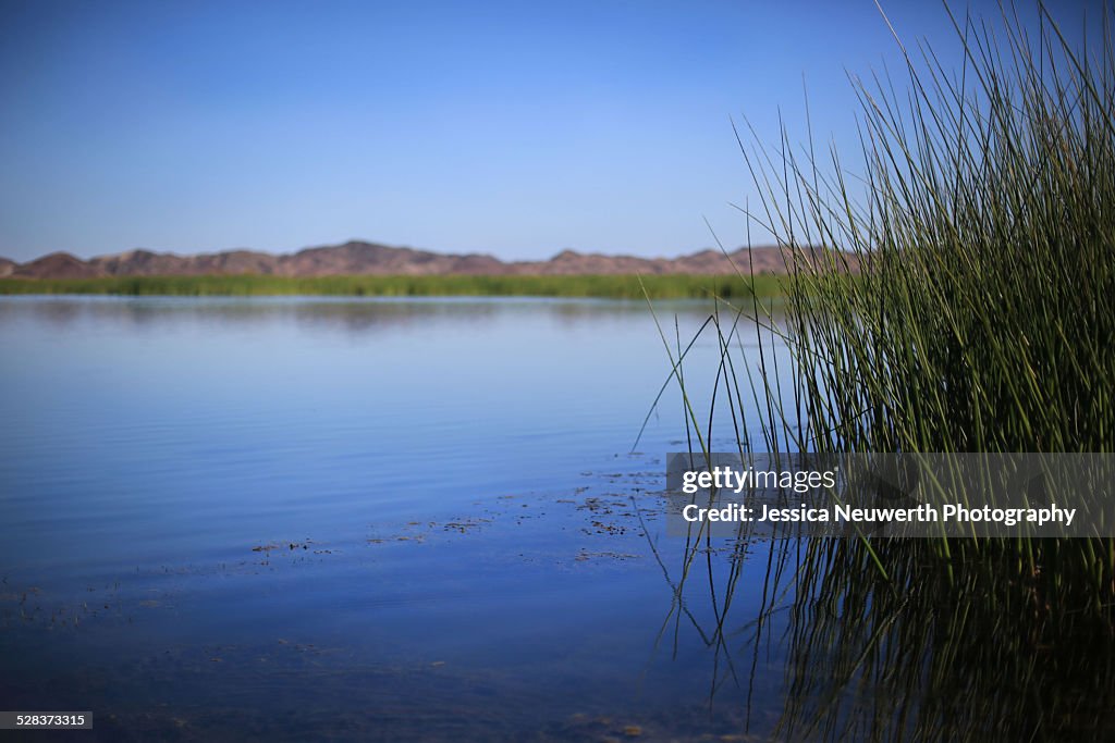 Marsh with reeds and distant mountains