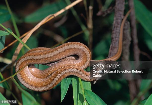 83 Cable Snake Photos and Premium High Res Pictures - Getty Images 83 Cable Snake Photos and Premium High Res Pictures - Getty Images