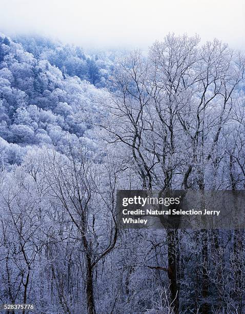 snow on forest trees, black-colored trunks, newfound gap road, great smoky mountains national park - newfound gap 個照片及圖片檔