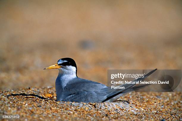 least tern on beach - interior least tern stock pictures, royalty-free photos & images