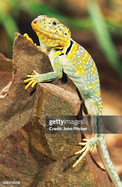 collared lizard - lagarto de collar fotografías e imágenes de stock