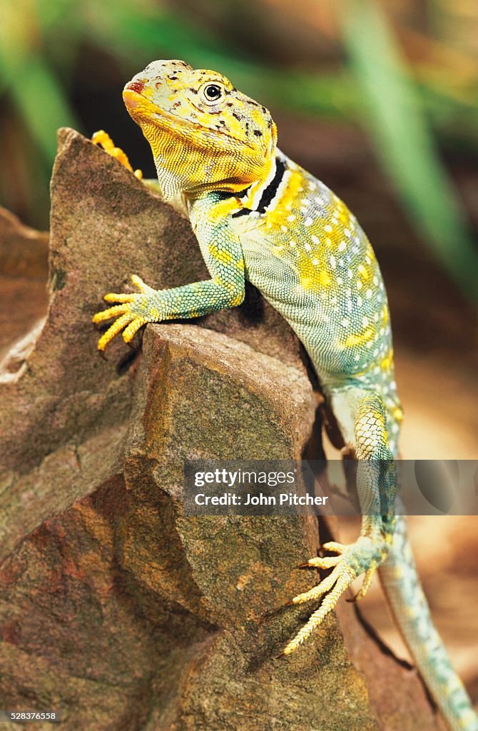 Collared Lizard Variation Collared Lizard High-Res Stock Photo - Getty Images