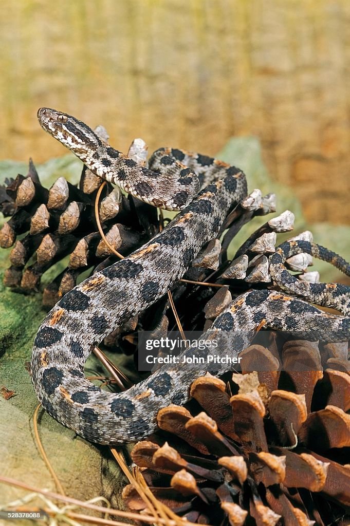 Dusky pygmy rattlesnake