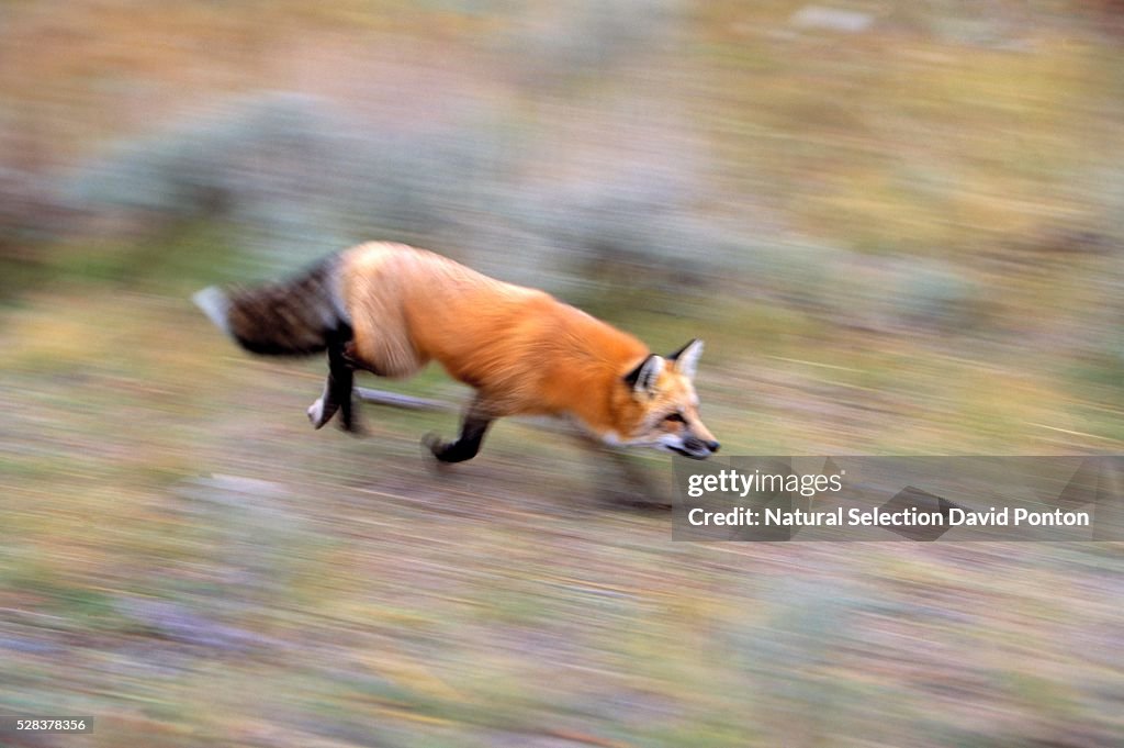 Red Fox Running High-Res Stock Photo - Getty Images