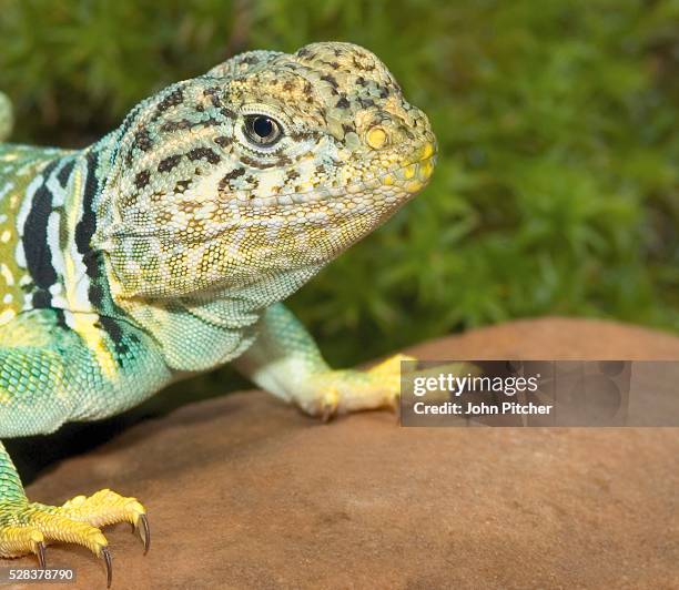 collared lizard - crotaphytidae stock pictures, royalty-free photos & images