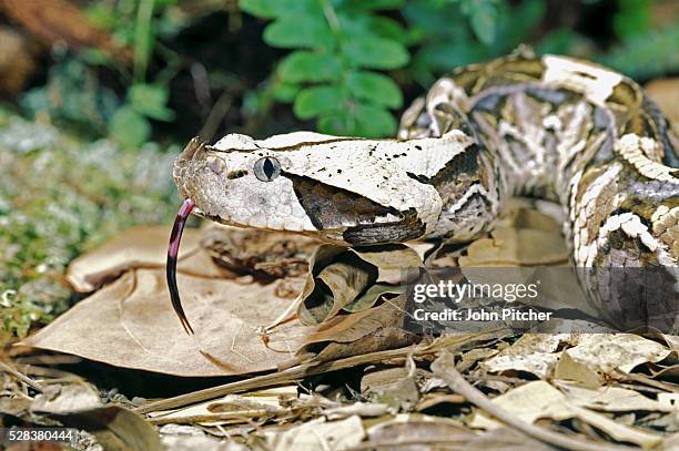 Gabboon 246 Gaboon Stock Photos, High-Res Pictures, and Images - Getty Images
