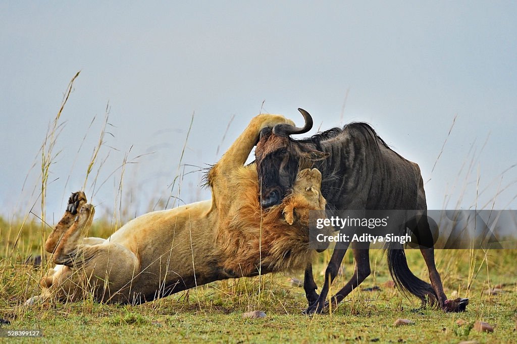 Lion kill in Africa