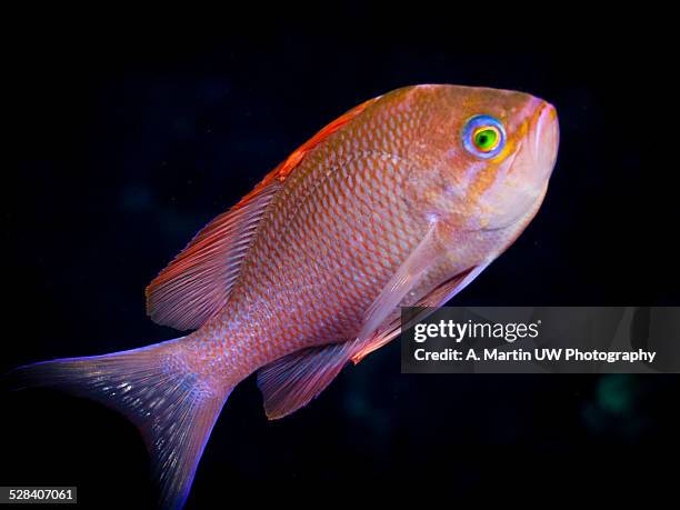 anthias anthias - almuñecar stockfoto's en -beelden