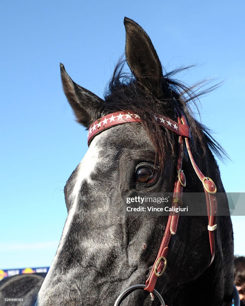 Warrnambool Racing - Grand Annual Day