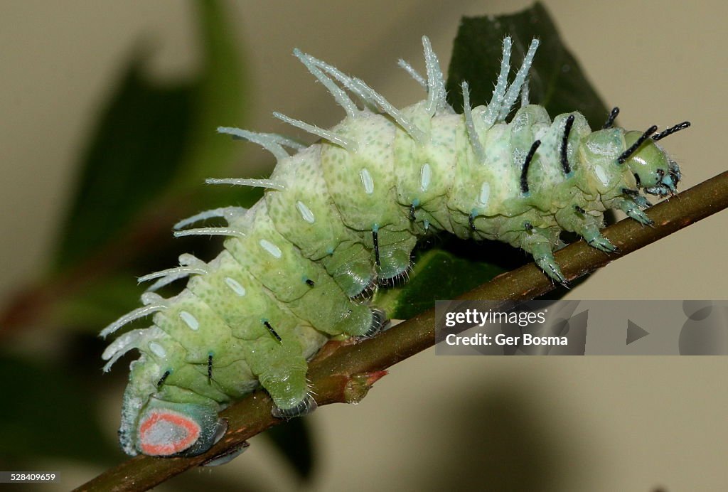 Atlas moth Caterpillar