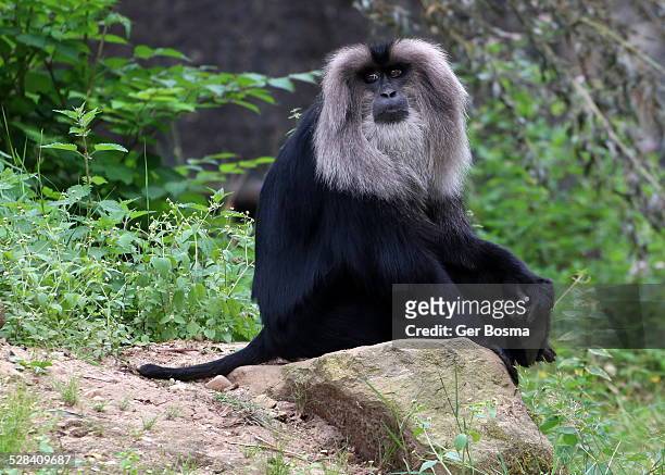 lion-tailed macaque - macaque stock pictures, royalty-free photos & images