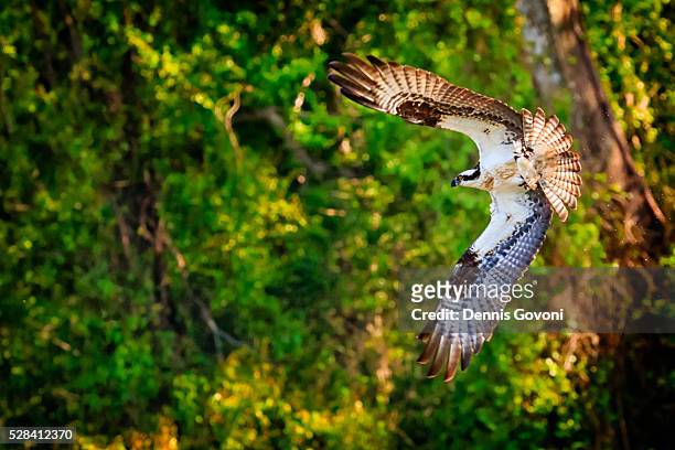 osprey returning to nest - fischadler stock-fotos und bilder