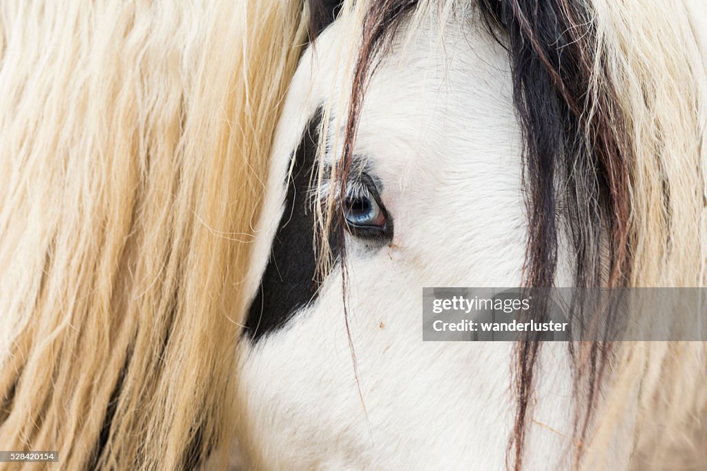 Blue eyed Gypsy Vanner horse