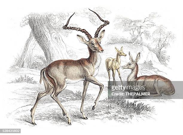 illustrazioni stock, clip art, cartoni animati e icone di tendenza di impala incisa 1855 - impala