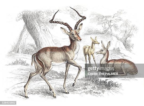 impala engraving 1855 - impala stock illustrations