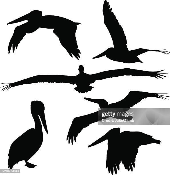 bildbanksillustrationer, clip art samt tecknat material och ikoner med pelican silhouettes - pelikan