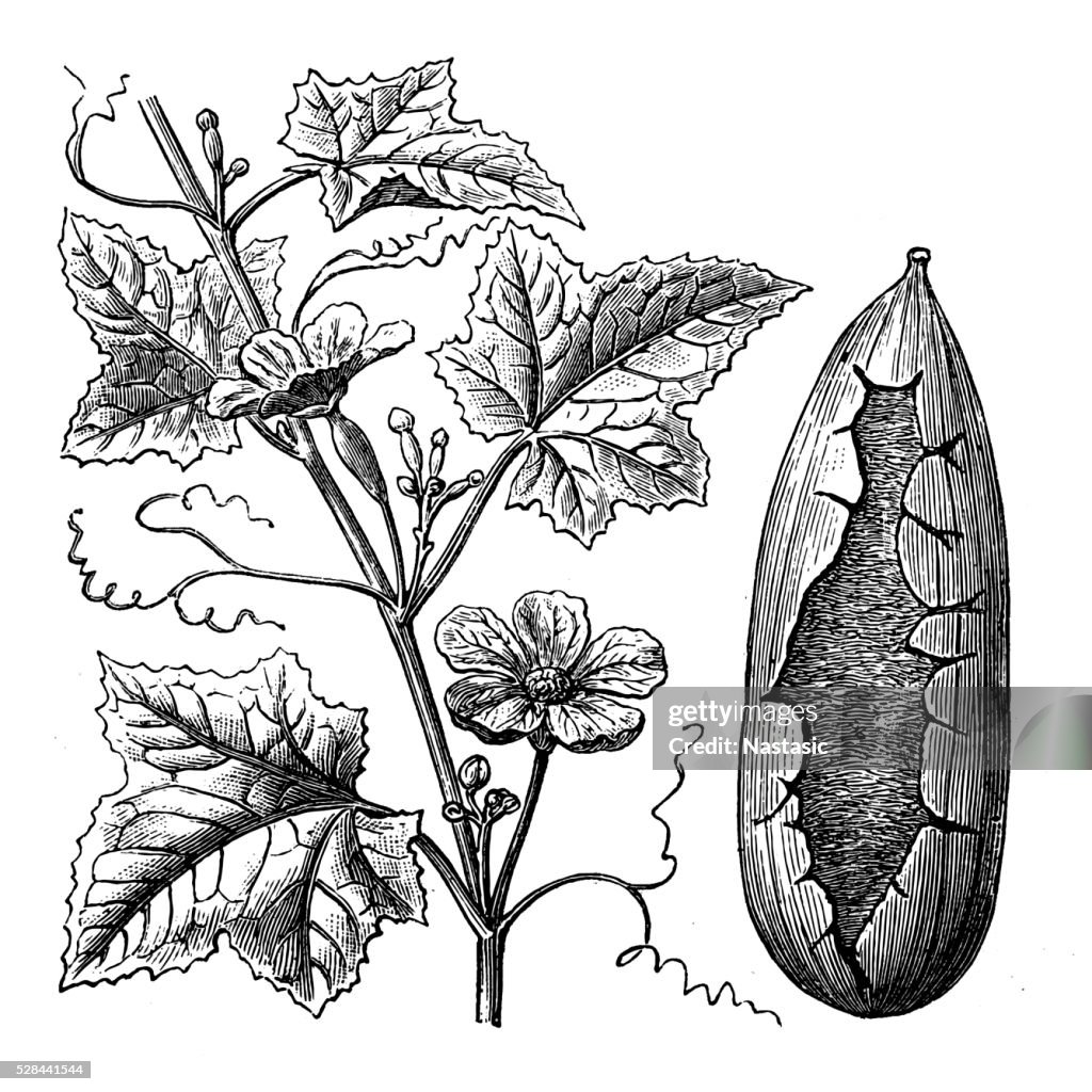 Patola or Bitter sponge gourd