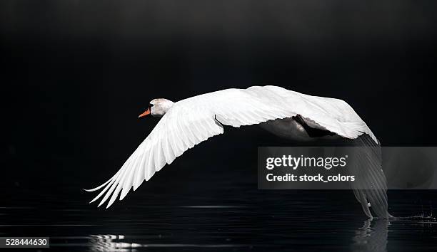 schwan auf den fluss - whooper swan stock-fotos und bilder