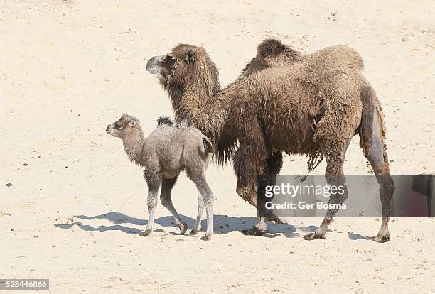 bactrian camels - bactrian camel stock pictures, royalty-free photos & images