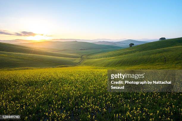 perfect field of spring grass,tuscany,italy - prateria campo foto e immagini stock
