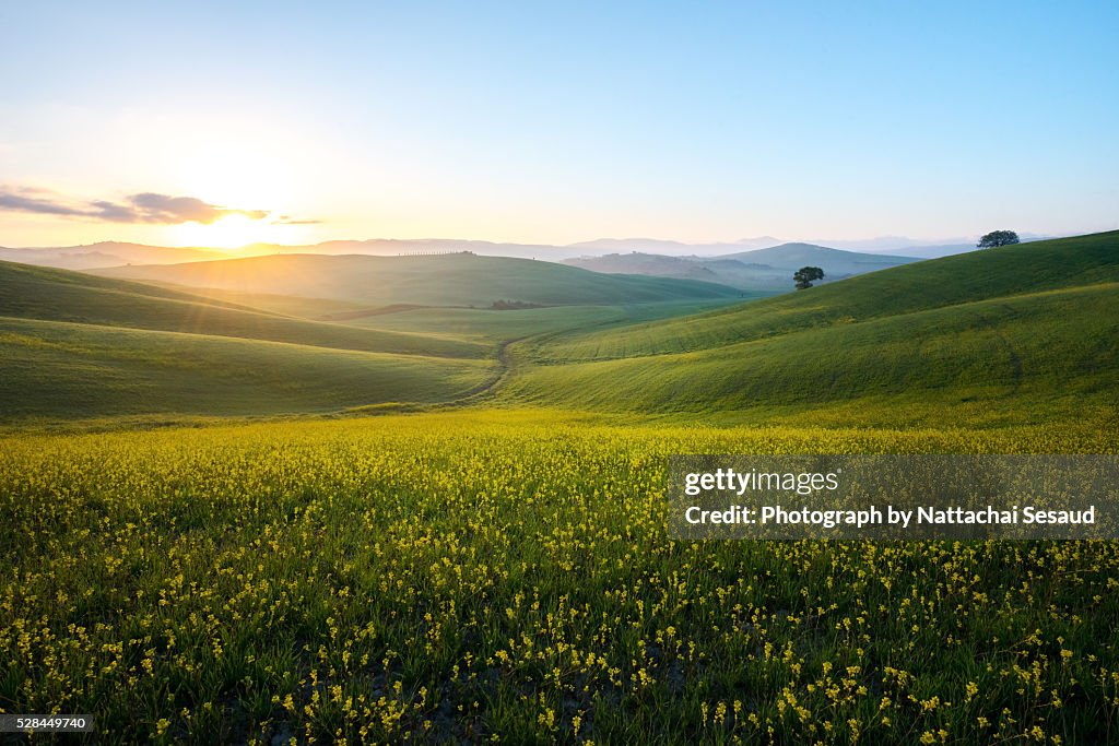 Perfect field of spring grass,Tuscany,Italy