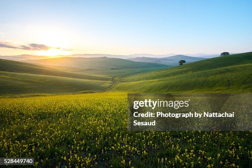 Perfect field of spring grass,Tuscany,Italy Perfect field of spring grass,Tuscany,Italy
