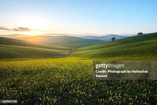 perfect field of spring grass,tuscany,italy - place stock pictures, royalty-free photos & images