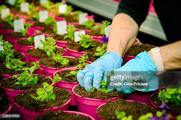 view of the gardener's hands while putting seedlings in pots - giardiniere stock pictures, royalty-free photos & images