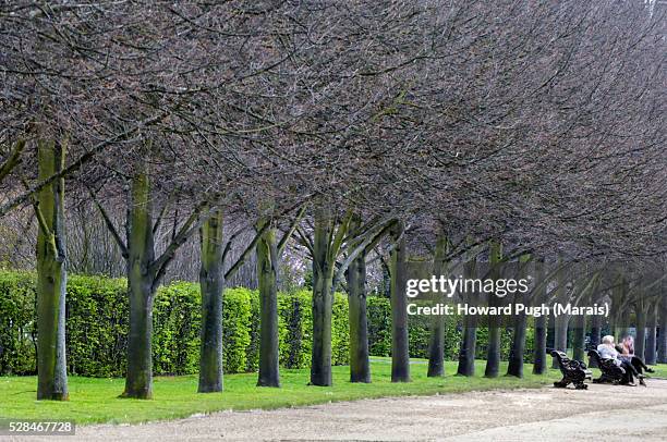 a row of trees regents park - regent's park stockfoto's en -beelden